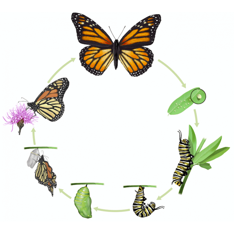 Evolution du papillon
